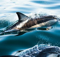 Dolphin Swim Australia - Accommodation Newcastle