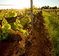 Kaesler Old Vine Vineyard Tour - Accommodation Newcastle
