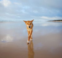 Fraser Island Adventure Tours - Accommodation Newcastle