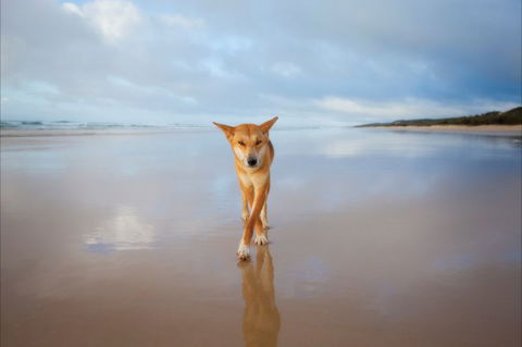 Fraser Island Adventure Tours - Accommodation Newcastle 8