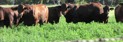 Quirindi Grain And Produce - Accommodation Newcastle 3