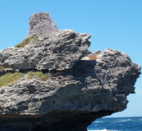 Rottnest Island Tour From Perth Or Fremantle Including Adventure Speed Boat Ride - Accommodation Newcastle 7