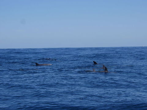 Rottnest Island Tour From Perth Or Fremantle Including Adventure Speed Boat Ride - Accommodation Newcastle 6