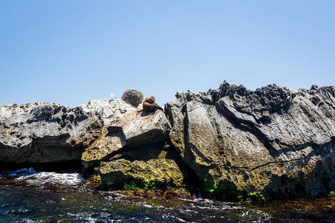 Rottnest Island Tour From Perth Or Fremantle Including Adventure Speed Boat Ride - Accommodation Newcastle 9