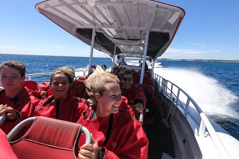 Rottnest Island Tour From Perth Or Fremantle Including Adventure Speed Boat Ride - Accommodation Newcastle 8