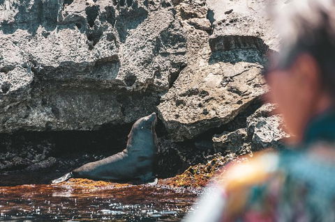 Rottnest Island Tour From Perth Or Fremantle Including Adventure Speed Boat Ride - Accommodation Newcastle 14