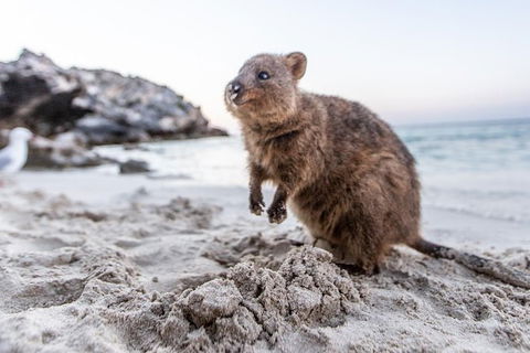Fremantle To Rottnest Island Roundtrip Ferry Ticket - Accommodation Newcastle 3