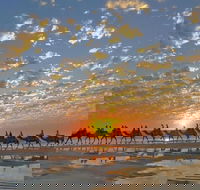 1 Hour Broome Sunset Camel Tour - Accommodation Newcastle