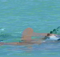 Snubfin Dolphin Eco Cruise from Broome - Accommodation Newcastle