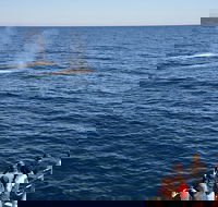 Blue Whale Perth Canyon Expedition - Accommodation Newcastle