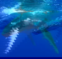 Dunsborough Whale Watching Eco Tour - Accommodation Newcastle