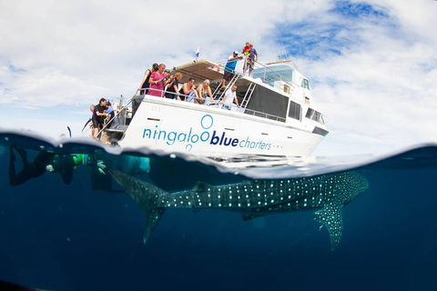 VIP Luxury Chartered Escapes, Exploring The Reef At Your Own Pace - Accommodation Newcastle 0
