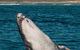 VIP Luxury Chartered Escapes, Exploring The Reef At Your Own Pace - thumb 3