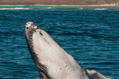 VIP Luxury Chartered Escapes, Exploring The Reef At Your Own Pace - Accommodation Newcastle 3