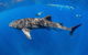 VIP Luxury Chartered Escapes, Exploring The Reef At Your Own Pace - thumb 27