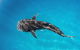 VIP Luxury Chartered Escapes, Exploring The Reef At Your Own Pace - thumb 18