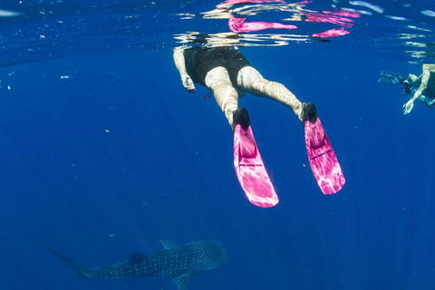 VIP Luxury Chartered Escapes, Exploring The Reef At Your Own Pace - Accommodation Newcastle 49