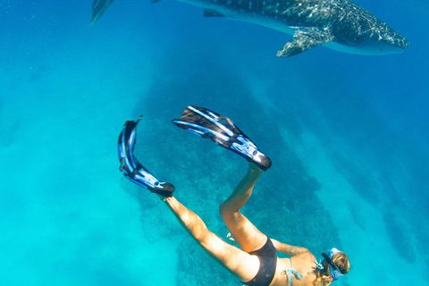 VIP Luxury Chartered Escapes, Exploring The Reef At Your Own Pace - Accommodation Newcastle 26