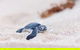 VIP Luxury Chartered Escapes, Exploring The Reef At Your Own Pace - thumb 6