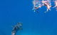 VIP Luxury Chartered Escapes, Exploring The Reef At Your Own Pace - thumb 22