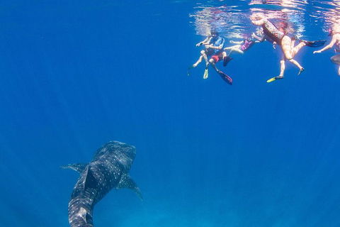 VIP Luxury Chartered Escapes, Exploring The Reef At Your Own Pace - Accommodation Newcastle 22