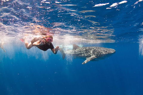 VIP Luxury Chartered Escapes, Exploring The Reef At Your Own Pace - Accommodation Newcastle 8