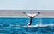 VIP Luxury Chartered Escapes, Exploring The Reef At Your Own Pace - thumb 12