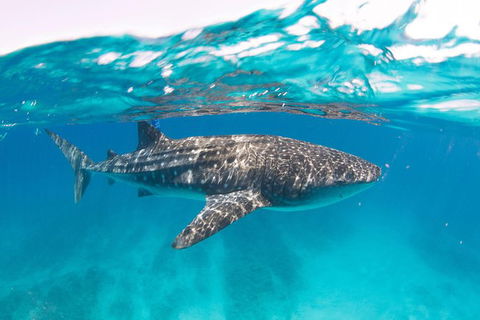 VIP Luxury Chartered Escapes, Exploring The Reef At Your Own Pace - Accommodation Newcastle 15