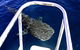 VIP Luxury Chartered Escapes, Exploring The Reef At Your Own Pace - thumb 11