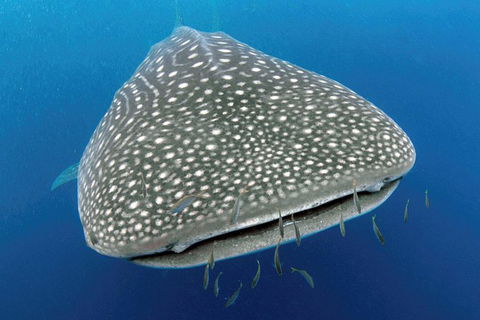VIP Luxury Chartered Escapes, Exploring The Reef At Your Own Pace - Accommodation Newcastle 46