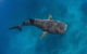 VIP Luxury Chartered Escapes, Exploring The Reef At Your Own Pace - thumb 34