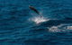 VIP Luxury Chartered Escapes, Exploring The Reef At Your Own Pace - thumb 42