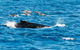VIP Luxury Chartered Escapes, Exploring The Reef At Your Own Pace - thumb 19