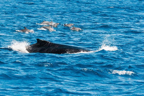 VIP Luxury Chartered Escapes, Exploring The Reef At Your Own Pace - Accommodation Newcastle 19