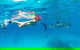VIP Luxury Chartered Escapes, Exploring The Reef At Your Own Pace - thumb 35