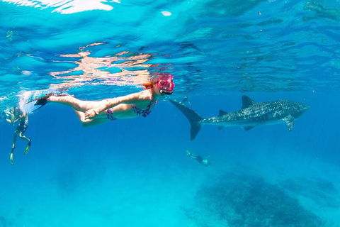 VIP Luxury Chartered Escapes, Exploring The Reef At Your Own Pace - Accommodation Newcastle 35