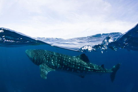 VIP Luxury Chartered Escapes, Exploring The Reef At Your Own Pace - Accommodation Newcastle 51