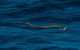 VIP Luxury Chartered Escapes, Exploring The Reef At Your Own Pace - thumb 23
