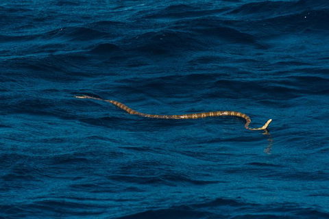 VIP Luxury Chartered Escapes, Exploring The Reef At Your Own Pace - Accommodation Newcastle 23