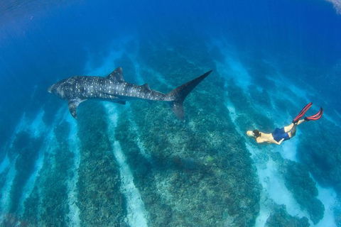 VIP Luxury Chartered Escapes, Exploring The Reef At Your Own Pace - Accommodation Newcastle 47