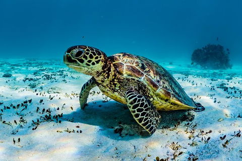 Turtle And Reef Adventure - Accommodation Newcastle 0
