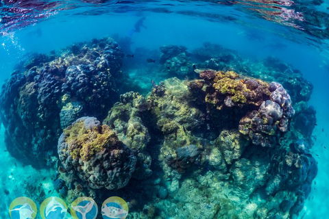 Turtle And Reef Adventure - Accommodation Newcastle 1