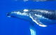Whale Shark Swim By Catamaran In Shoulder Season - thumb 1