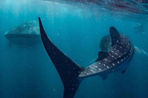 Whale Shark Swim By Catamaran In Shoulder Season - Accommodation Newcastle 5