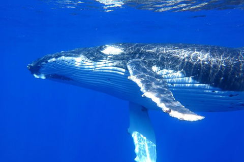 Whale Shark Swim By Catamaran In Shoulder Season - Accommodation Newcastle 3