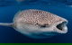 Whale Shark Swim By Catamaran In Shoulder Season - thumb 4