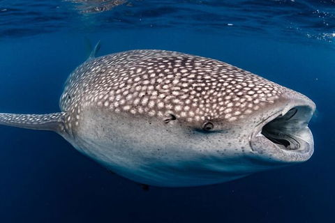 Whale Shark Swim By Catamaran In Shoulder Season - Accommodation Newcastle 4