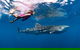 Whale Shark Swim By Catamaran In Shoulder Season - thumb 6
