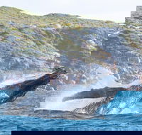 Jet Boat Whale Watching Safari from Dunsborough - Accommodation Newcastle