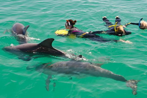 Swim With Wild Dolphins - Accommodation Newcastle 4
